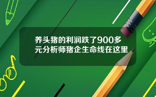 养头猪的利润跌了900多元分析师猪企生命线在这里