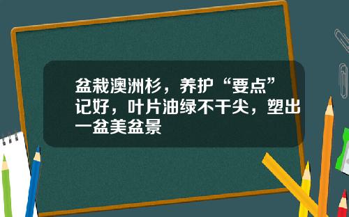 盆栽澳洲杉,养护“要点”记好,叶片油绿不干尖,塑出一盆美盆景